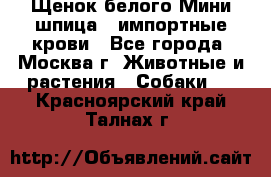 Щенок белого Мини шпица , импортные крови - Все города, Москва г. Животные и растения » Собаки   . Красноярский край,Талнах г.